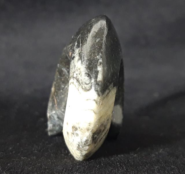 Manticoceras sp. HYATT 1884 - Bild &copy; FossNet FossilienStore